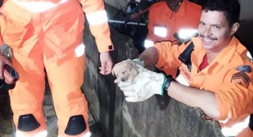 Corpo de Bombeiros é acionado para resgatar filhote de cão que ficou preso em em buraco de muro