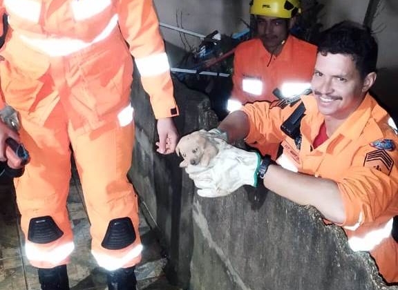 Corpo de Bombeiros é acionado para resgatar filhote de cão que ficou preso em em buraco de muro