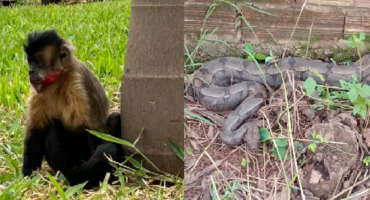 Corpo de Bombeiros captura cobra no bairro Vila Rosa e resgata macaco prego na Avenida JK em Patos de Minas