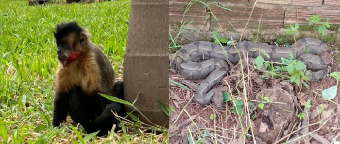 Corpo de Bombeiros captura cobra no bairro Vila Rosa e resgata macaco prego na Avenida JK em Patos de Minas