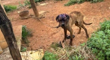 São Gotardo - Homem é preso por maus tratos a cães; um dos animais apresenta ferida necrosada na cabeça