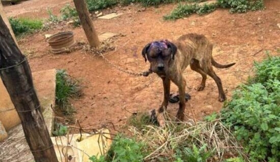 São Gotardo - Homem é preso por maus tratos a cães; um dos animais apresenta ferida necrosada na cabeça