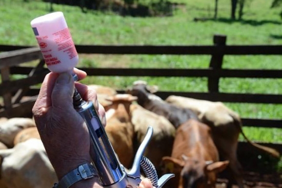 Ministério da Agricultura e Pecuária proíbe a comercialização e uso de vacina contra febre aftosa em Minas Gerais