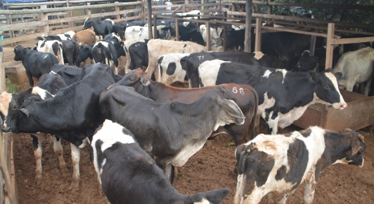 Leilão da Folia Boa Esperança acontece neste domingo (9/4) na Fazenda Baú 