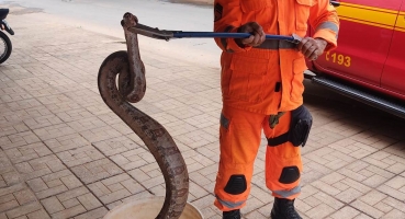 Corpo de Bombeiros captura duas serpentes em cima de abacateiro em Patos de Minas