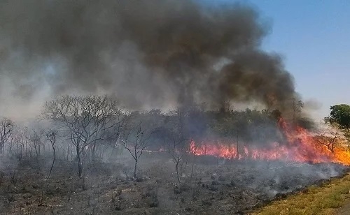 Incêndios florestais registram aumento de 20% no 1º semestre de 2023; afirma Corpo de Bombeiros de Patos de Minas 