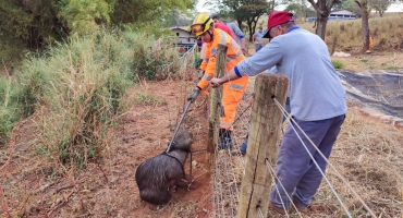 Corpo de Bombeiros é acionado para retirar capivara que caiu em reservatório na cidade de Patos de Minas 