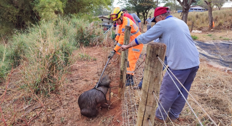 Corpo de Bombeiros é acionado para retirar capivara que caiu em reservatório na cidade de Patos de Minas 