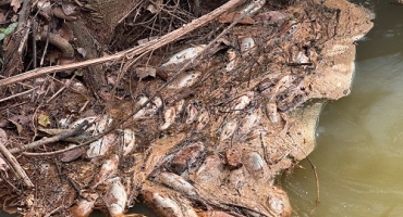 Patos de Minas - Milhares de peixes são encontrados mortos no Córrego do Canavial