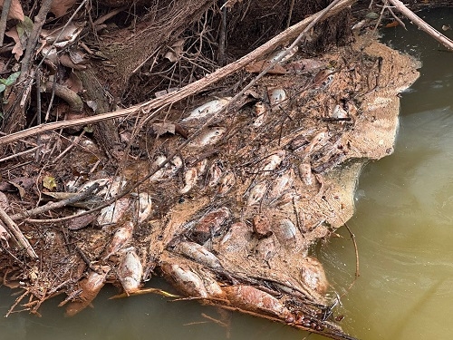 Patos de Minas - Milhares de peixes são encontrados mortos no Córrego do Canavial