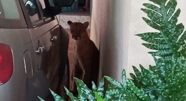 Vídeo mostra onça em garagem de residência em Varjão de Minas