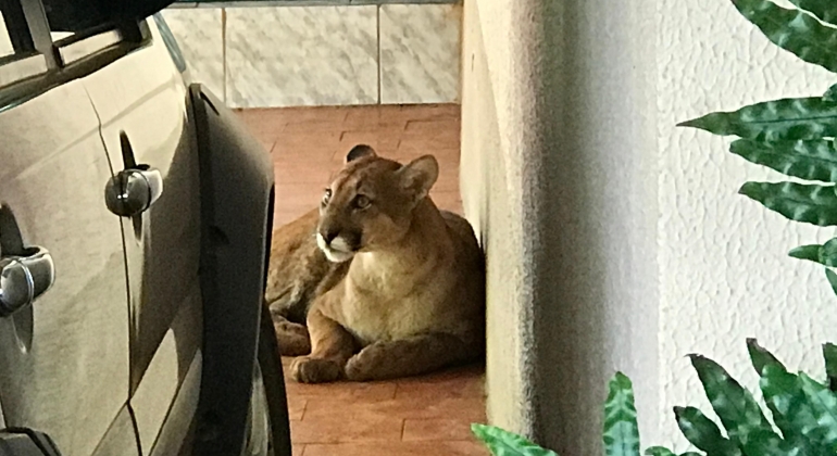 Varjão de Minas - Militares do Corpo de Bombeiros de Patos de Minas capturam onça em garagem de residência 