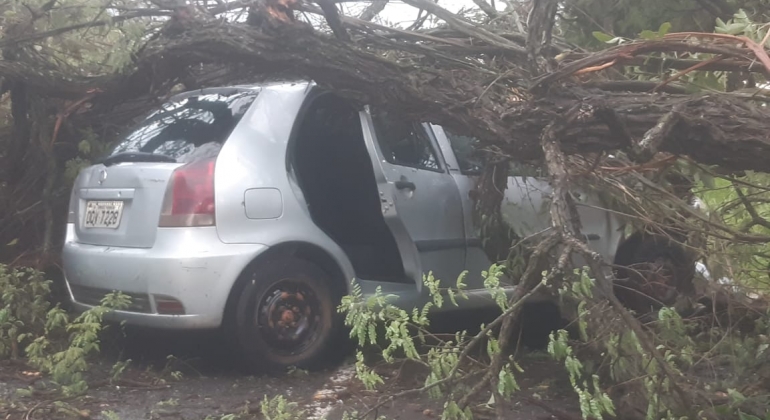 Árvore cai sobre veículo com cinco ocupantes na BR-354, no trecho entre Lagoa Formosa e Carmo do Paranaíba 