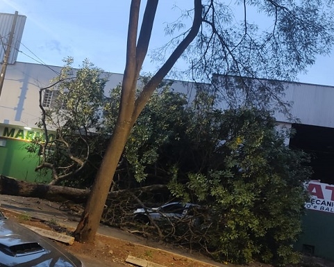 Vídeo mostra o momento em que árvore caí em cima de carro durante ventania em Patos de Minas 