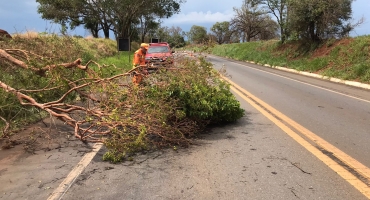 Patos de Minas - Corpo de Bombeiros realiza corte de árvores com risco de queda no perímetro urbano e rural