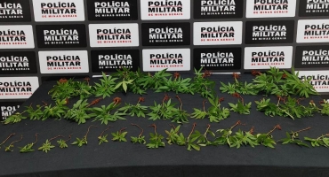 Polícia Militar de Lagoa Formosa apreende 48 pés de maconha em residência de indivíduo em surto psicótico 