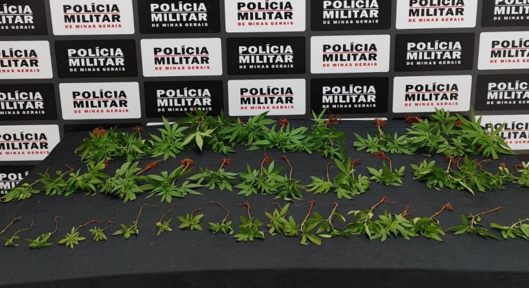 Polícia Militar de Lagoa Formosa apreende 48 pés de maconha em residência de indivíduo em surto psicótico 