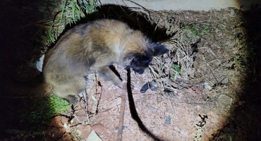 Patos de Minas - Equipe ROCCA localiza arma de fogo e prende rapaz no bairro Coração Eucarístico