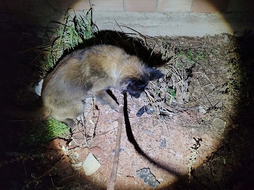 Patos de Minas - Equipe ROCCA localiza arma de fogo e prende rapaz no bairro Coração Eucarístico