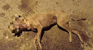 Carmo do Paranaíba – Cachorro morre ao ser surpreendido e atacado por pitbull; veja vídeo