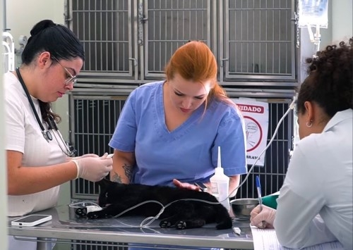 Alunos de Medicina Veterinária do UNIPAM desenvolvem projeto “Capa Gato” e pedem ajuda para encontrar tutores para os animais