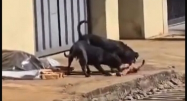 Carmo do Paranaíba – Vídeo flagra momento em que cães atacam e matam outro cachorro no bairro Village Veth