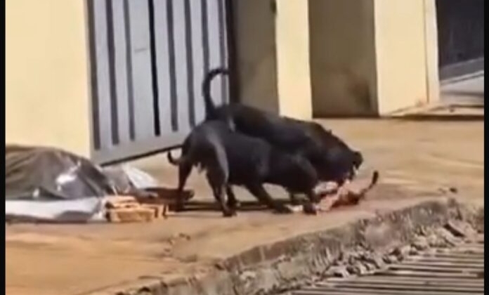 Carmo do Paranaíba – Vídeo flagra momento em que cães atacam e matam outro cachorro no bairro Village Veth