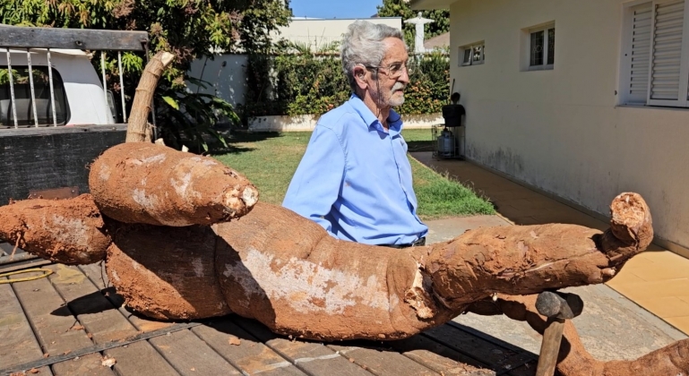 Mandioca gigante pesando 50 quilos é colhida por idoso na cidade de Patos de Minas