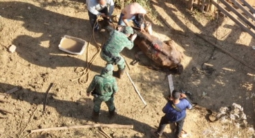 Égua vítima de maus-tratos infestada de parasitas, ferimentos e larvas é resgatada pela Polícia Ambiental em Patos de Minas