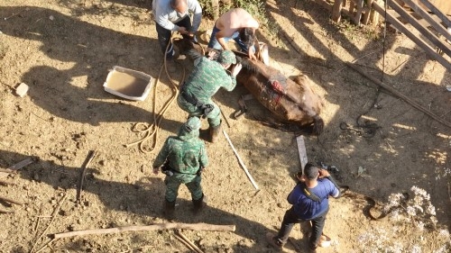 Égua vítima de maus-tratos infestada de parasitas, ferimentos e larvas é resgatada pela Polícia Ambiental em Patos de Minas