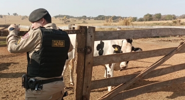 Carmo do Paranaíba – Polícia Militar recupera 22 cabeças de gado e prende suspeito de estelionato