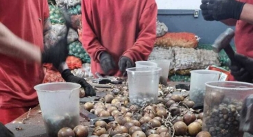 Patos de Minas - Detentos trabalham na extração de sementes do fruto de macaúba para reflorestamento