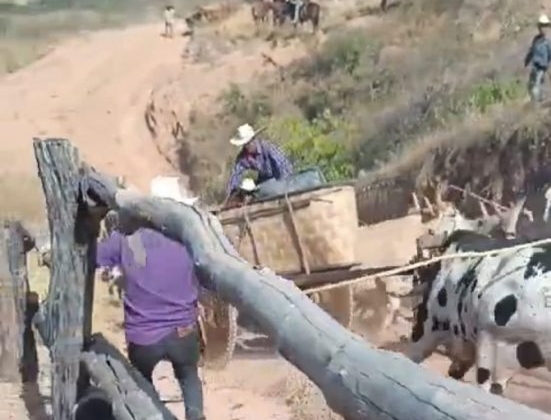 Vídeo impressionante mostra acidente com carro de boi no município de Lagamar; veja