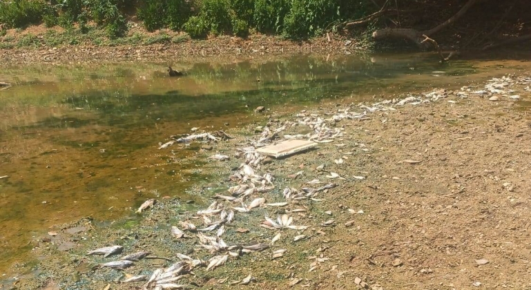 PM de Meio Ambiente fiscaliza a mortandade de peixes no Rio Paranaíba em Patos de Minas PM de Meio Ambiente fiscaliza a mortandade de peixes no Rio Paranaíba em Patos de Minas