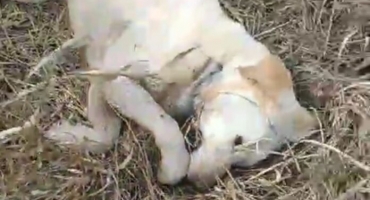 Carmo do Paranaíba – Quatro cães morrem envenenados e deixam moradores e autoridades em estado de alerta