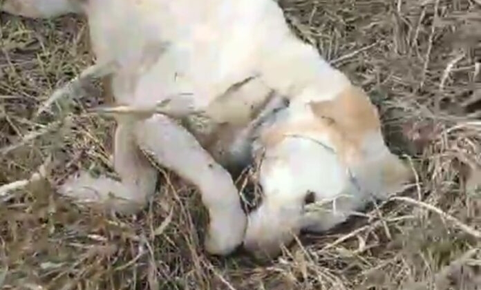 Carmo do Paranaíba – Quatro cães morrem envenenados e deixam moradores e autoridades em estado de alerta