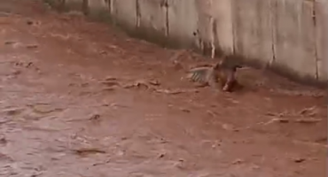 Durante enchente bezerro é levado pelas águas do Córrego do Monjolo, em Patos de Minas