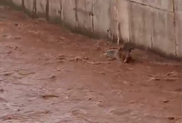 Durante enchente bezerro é levado pelas águas do Córrego do Monjolo, em Patos de Minas