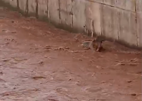 Durante enchente bezerro é levado pelas águas do Córrego do Monjolo, em Patos de Minas