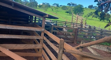 Patrocínio - Polícia Militar impede furto de gado e prende autores em flagrante Patrocínio - Polícia Militar impede furto de gado e prende autores em flagrante