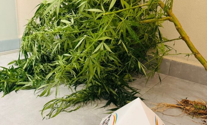 Carmo do Paranaíba – Polícia Militar apreende pé de maconha e prende suspeito Carmo do Paranaíba – Polícia Militar apreende pé de maconha e prende suspeito