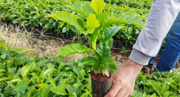 Região do Cerrado Mineiro será beneficiada com nova iniciativa para impulsionar a cafeicultura Região do Cerrado Mineiro será beneficiada com nova iniciativa para impulsionar a cafeicultura