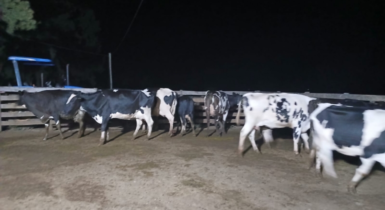 Polícia Civil recupera mais 10 vacas leiteiras roubadas em Rio Paranaíba