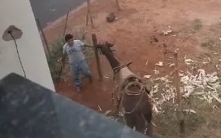 Vídeo de homem maltratando um burro em Rio Paranaíba causa revolta; assista Vídeo de homem maltratando um burro em Rio Paranaíba causa revolta; assista