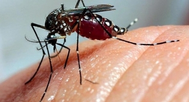 Painel de Monitoramento de Dengue da SES-MG confirma mais uma morte pela doença em Patos de Minas Painel de Monitoramento de Dengue da SES-MG confirma mais uma morte pela doença em Patos de Minas