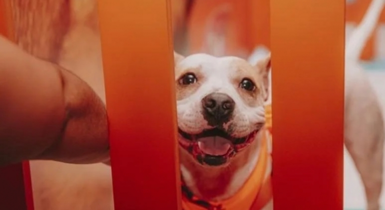 Adoção responsável: 80% dos animais nos lares brasileiros são adotados Adoção responsável: 80% dos animais nos lares brasileiros são adotados