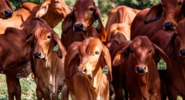 Governo de Minas convoca produtores rurais para atualizarem os dados de animais até 30 de junho Governo de Minas convoca produtores rurais para atualizarem os dados de animais até 30 de junho
