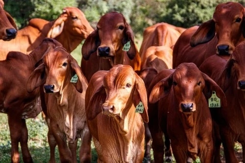 Governo de Minas convoca produtores rurais para atualizarem os dados de animais até 30 de junho Governo de Minas convoca produtores rurais para atualizarem os dados de animais até 30 de junho