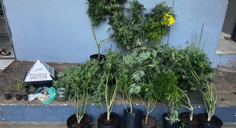 Estufa artesanal de cultivo de maconha é descoberta em apartamento no Centro de Patos de Minas Estufa artesanal de cultivo de maconha é descoberta em apartamento no Centro de Patos de Minas
