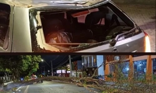 Patos de Minas - Árvore desaba sobre carro em movimento com criança e família na Avenida Paracatu Patos de Minas - Árvore desaba sobre carro em movimento com criança e família na Avenida Paracatu